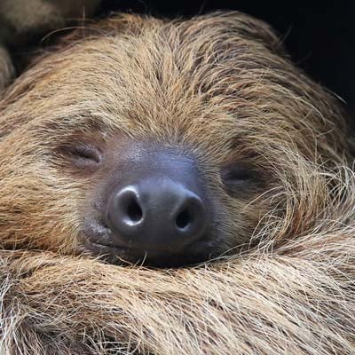 Two-toed Sloth in the wild and plush
