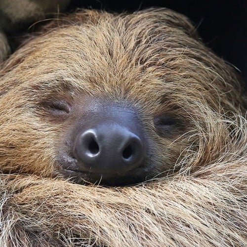 Two-toed Sloth in the wild and plush