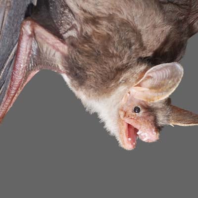 Vampire Bat in the wild and plush