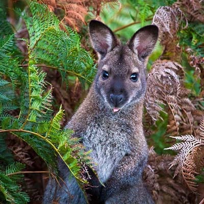 Wallaby in the wild and plush