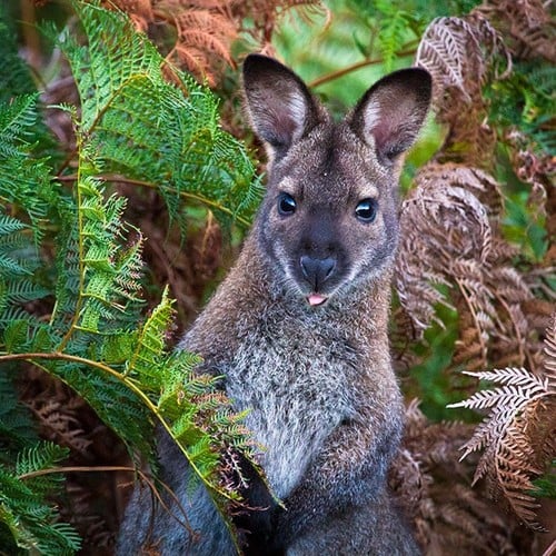 Wallaby in the wild and plush
