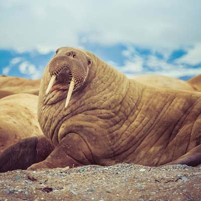 A walrus lying on the ground