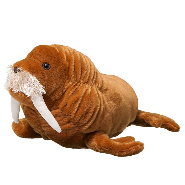 Walrus