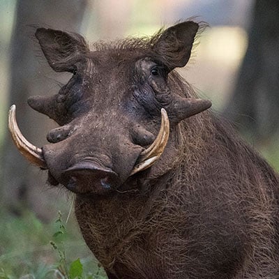 Warthog in the wild and plush
