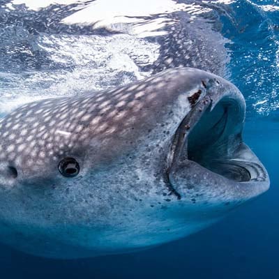 A close-up of a whale shark swimming underwater with its mouth open.