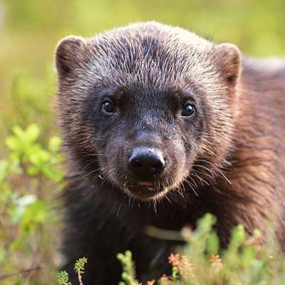 Wolverine in the wild and plush