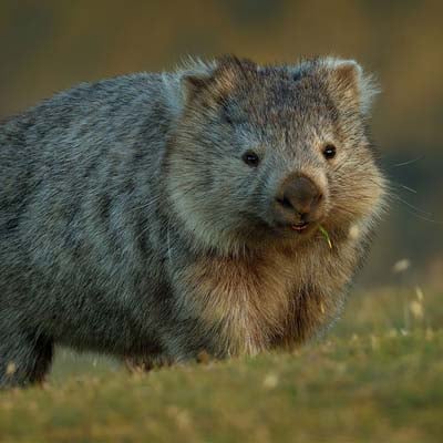 Wombat in the wild and plush