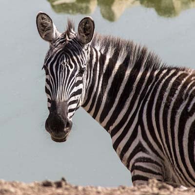 Zebra in the wild and plush