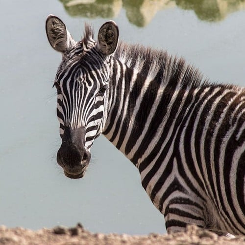 Zebra in the wild and plush